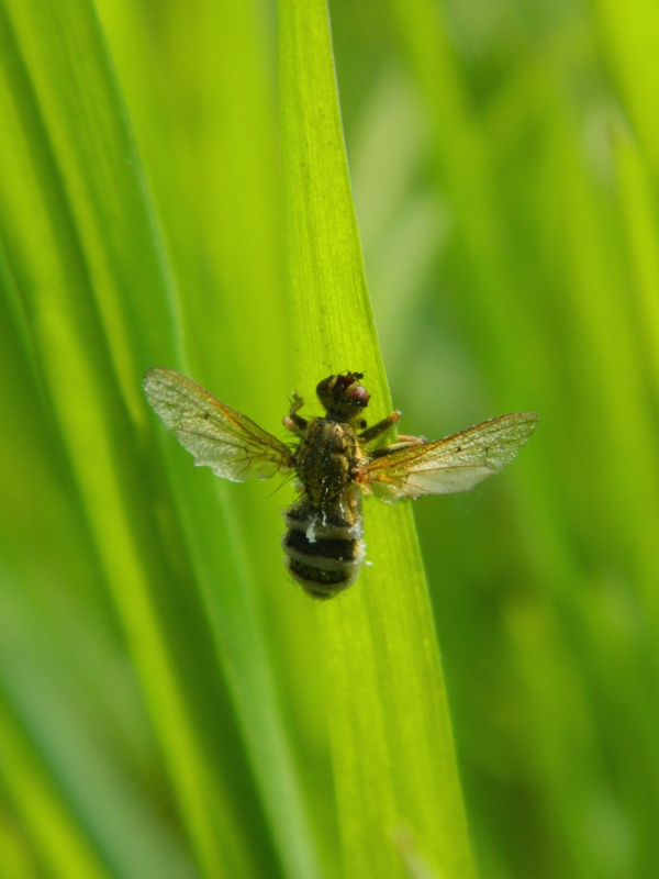 Cosa  successo? Ditteri colpiti da Entomophthora muscae